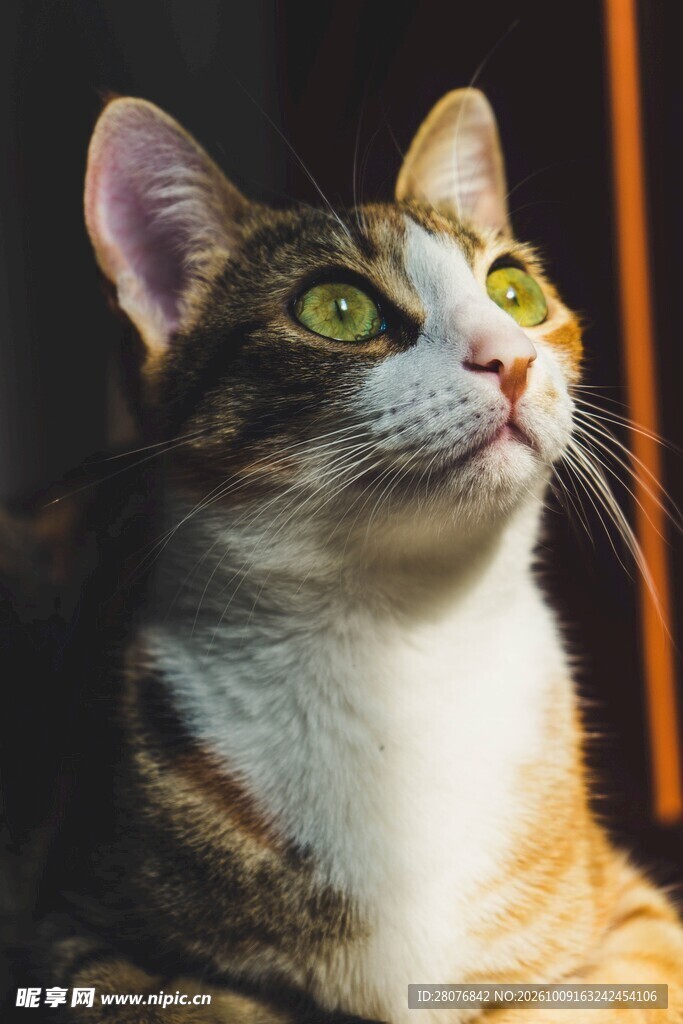 抬头凝望的可爱猫咪