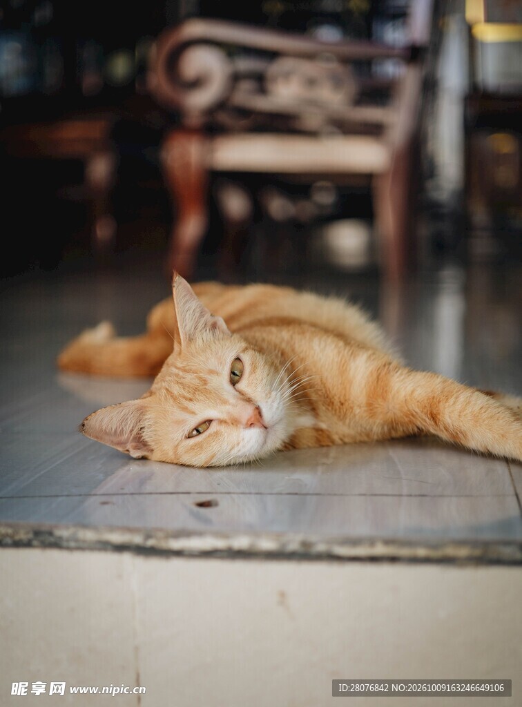 酣睡的橘猫