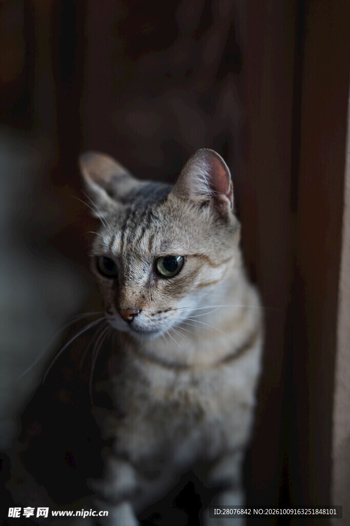 可爱家养小猫特写