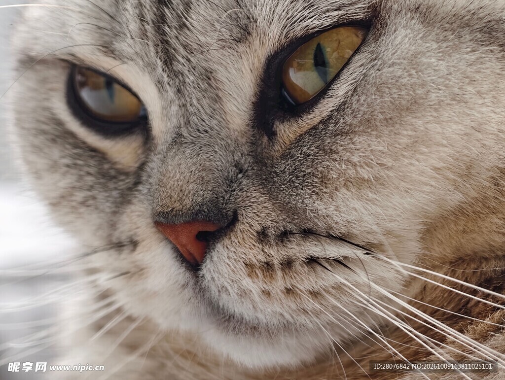 猫咪面部特写