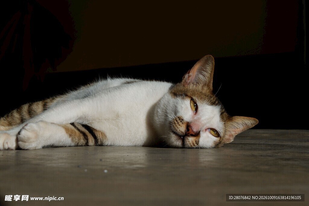 趴桌休憩的可爱猫咪