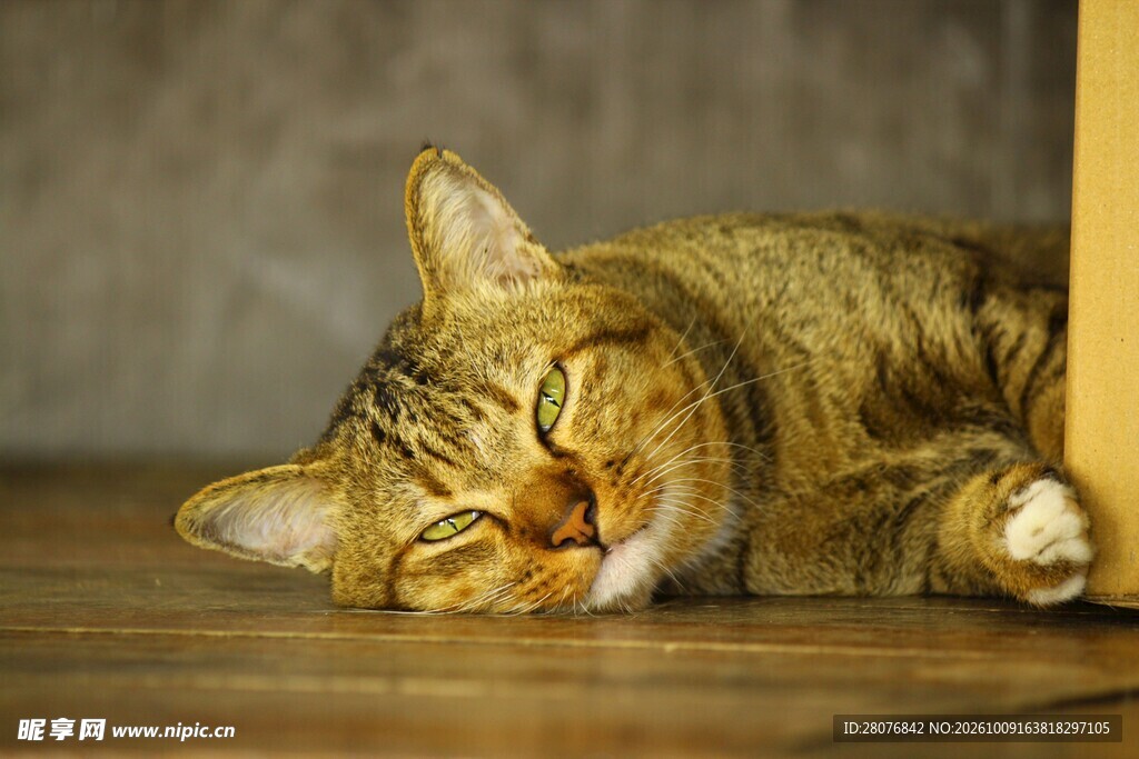 酣睡的虎斑猫咪