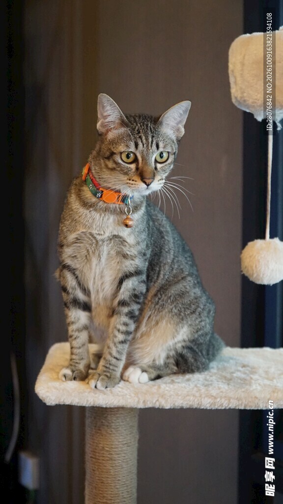 猫爬架上的虎斑猫咪