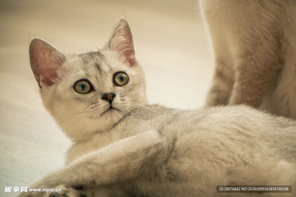 好奇张望的小猫咪