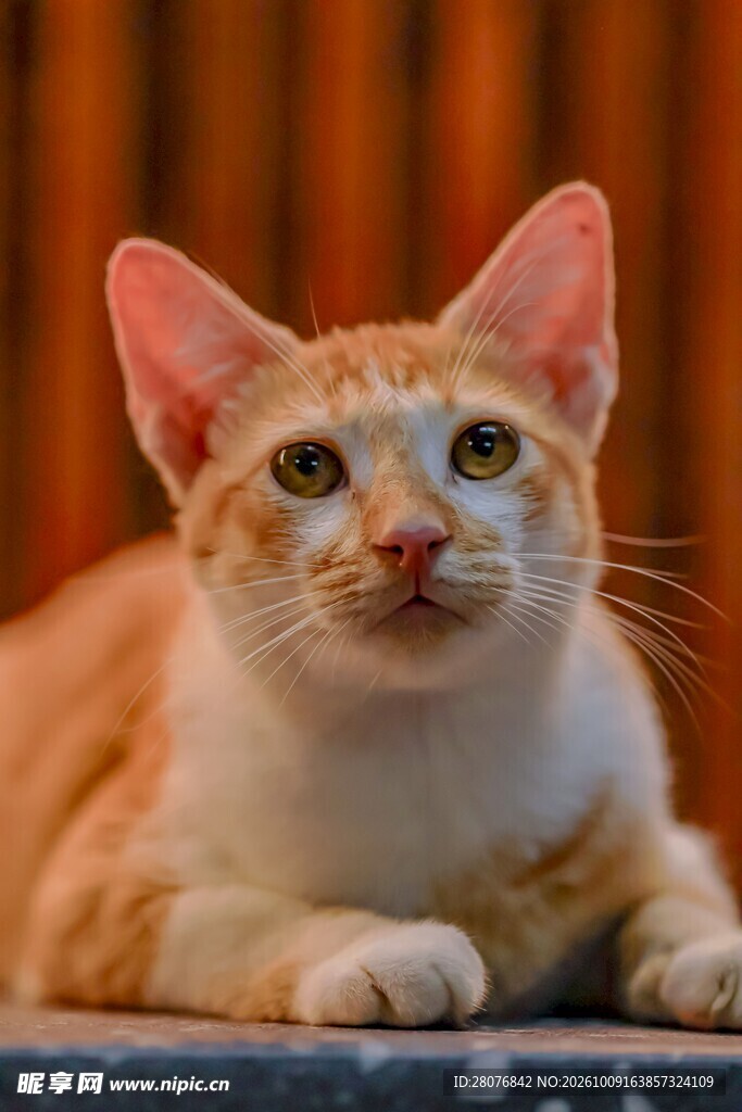 呆萌浅橘小猫特写