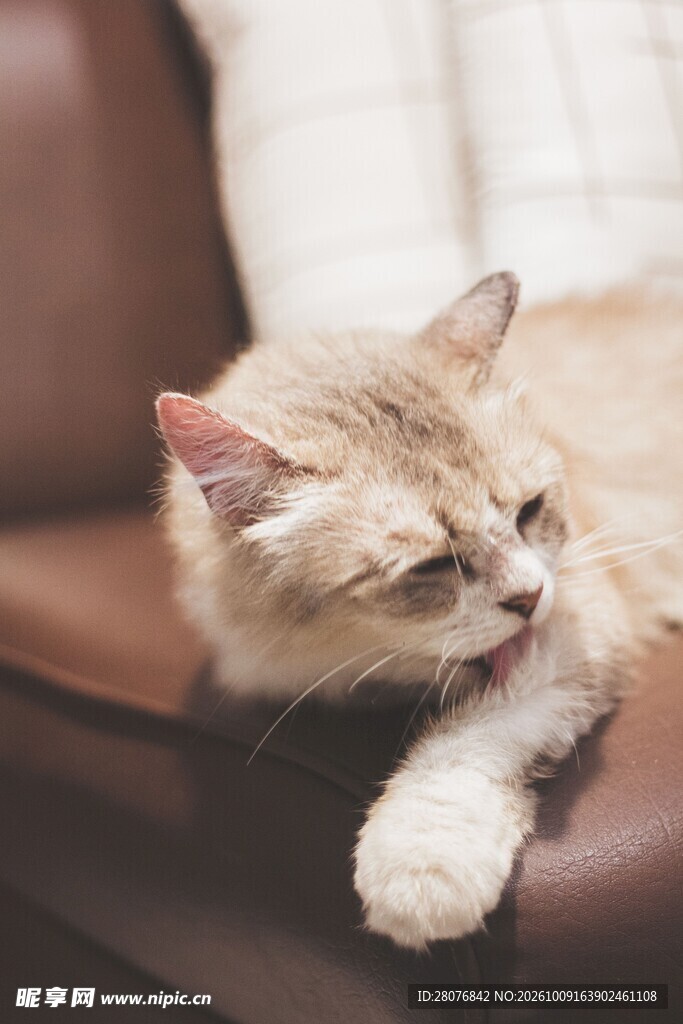 慵懒打盹的小猫咪