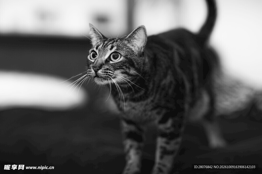黑白虎斑小猫