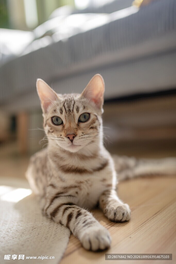 乖巧虎斑小猫室内静卧