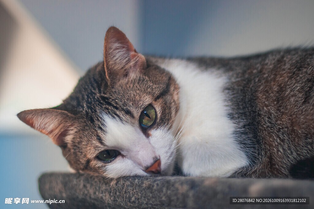 慵懒休憩的可爱小猫