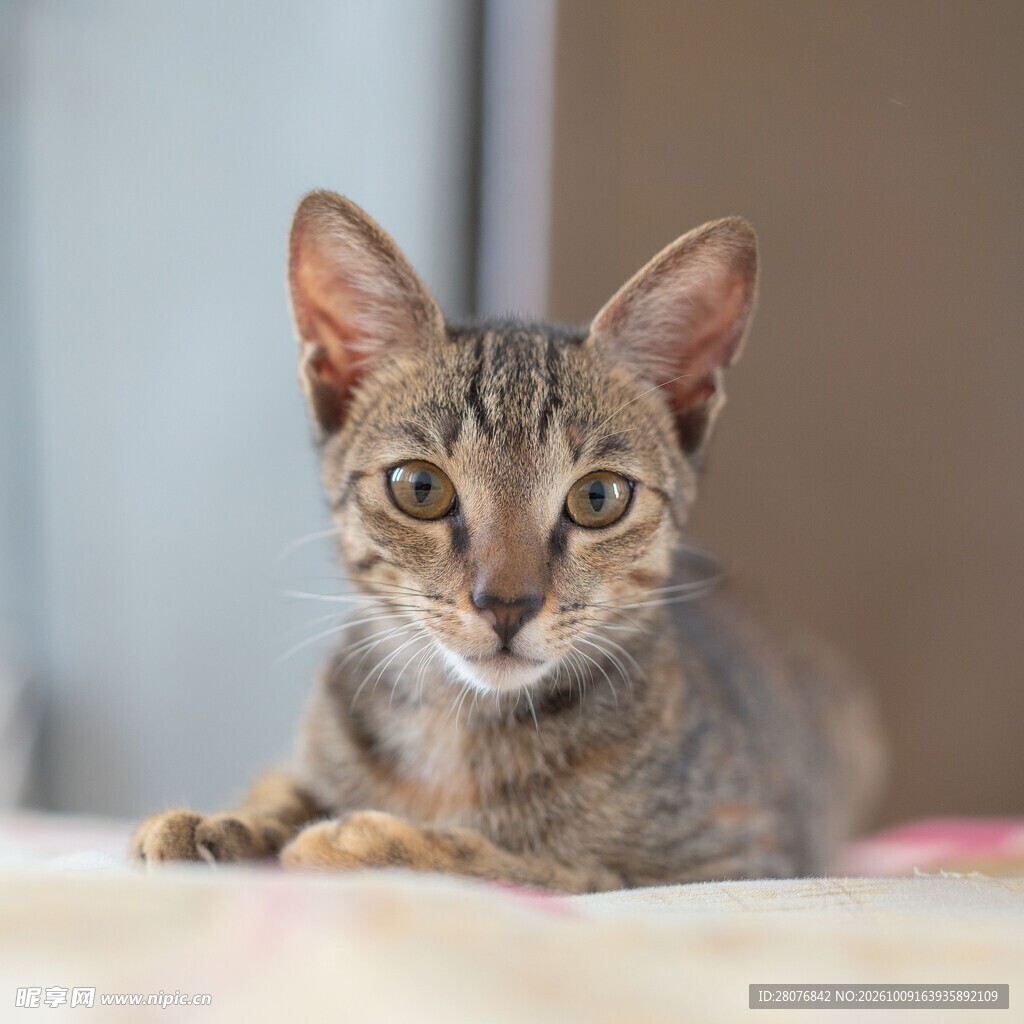 呆萌虎斑小猫特写