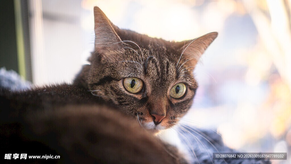窗边虎斑猫特写