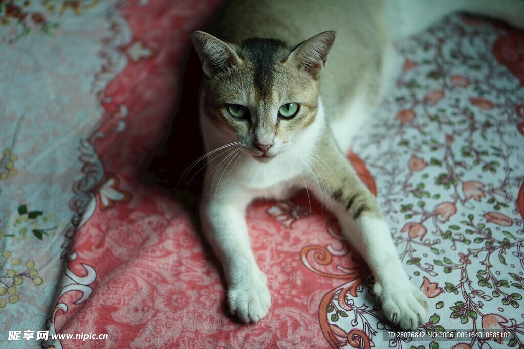 床上慵懒的小猫咪