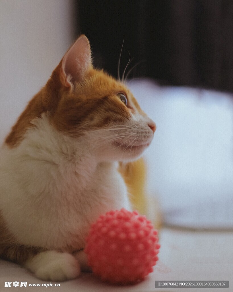 慵懒橘猫与红色小球