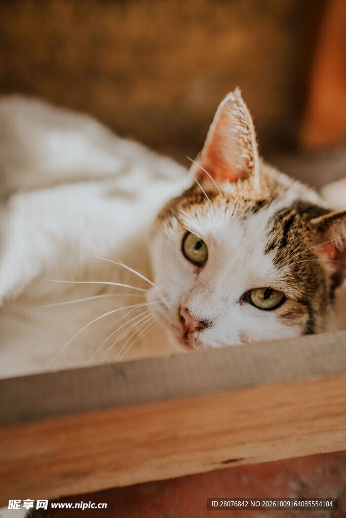 探出头的可爱小猫咪