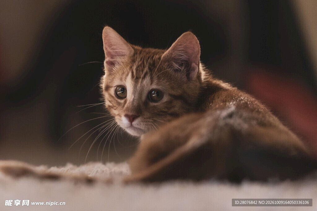 探身张望的小猫咪