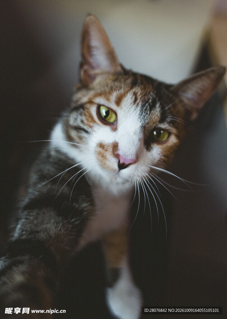 呆萌虎斑小猫