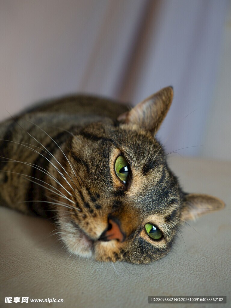 歪头绿眼虎斑猫