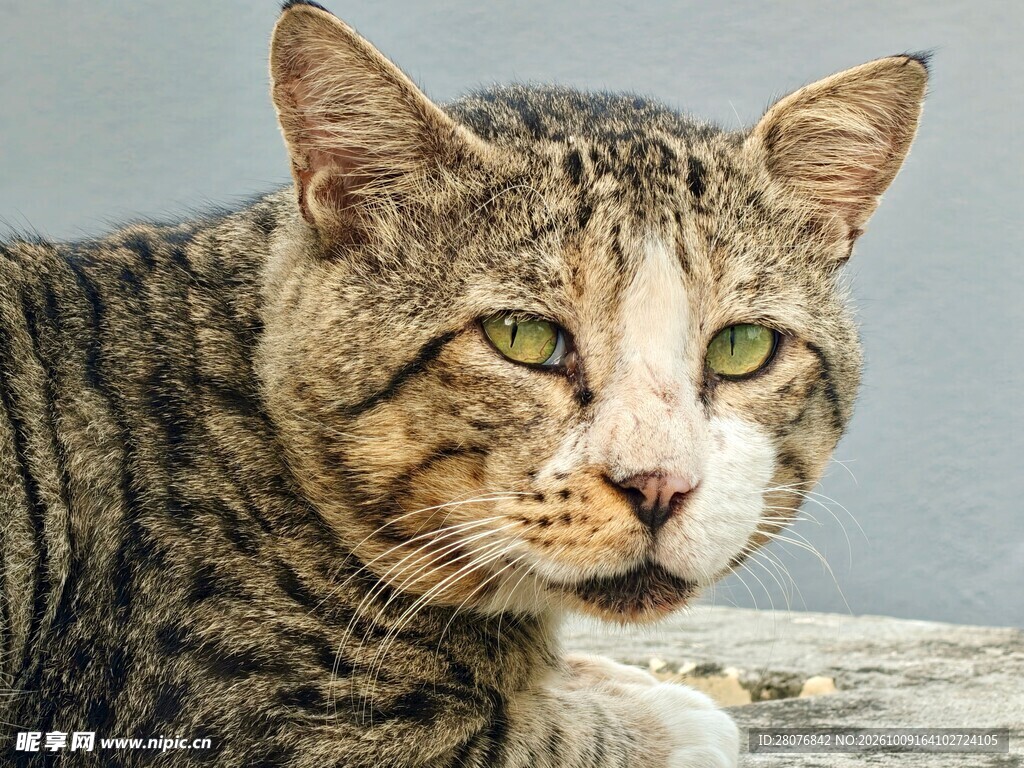 绿眼虎斑猫特写
