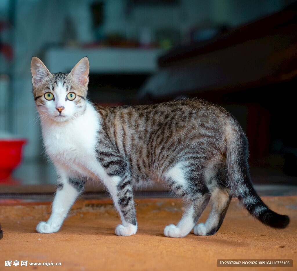 室内站立的虎斑猫咪