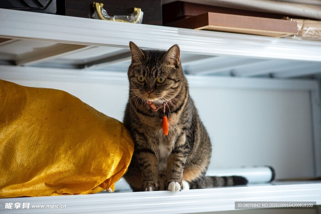 打哈欠的虎斑猫