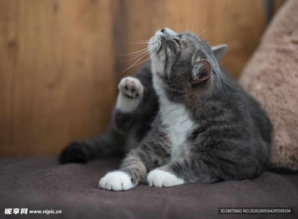 仰头的可爱虎斑猫咪