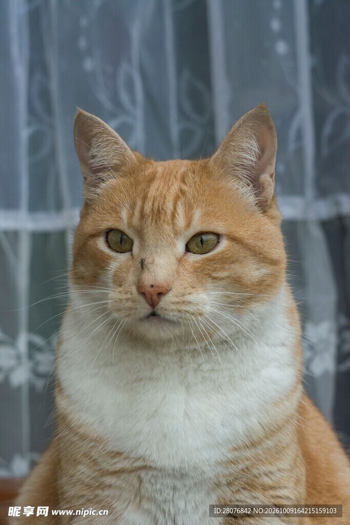 呆萌胖橘猫特写