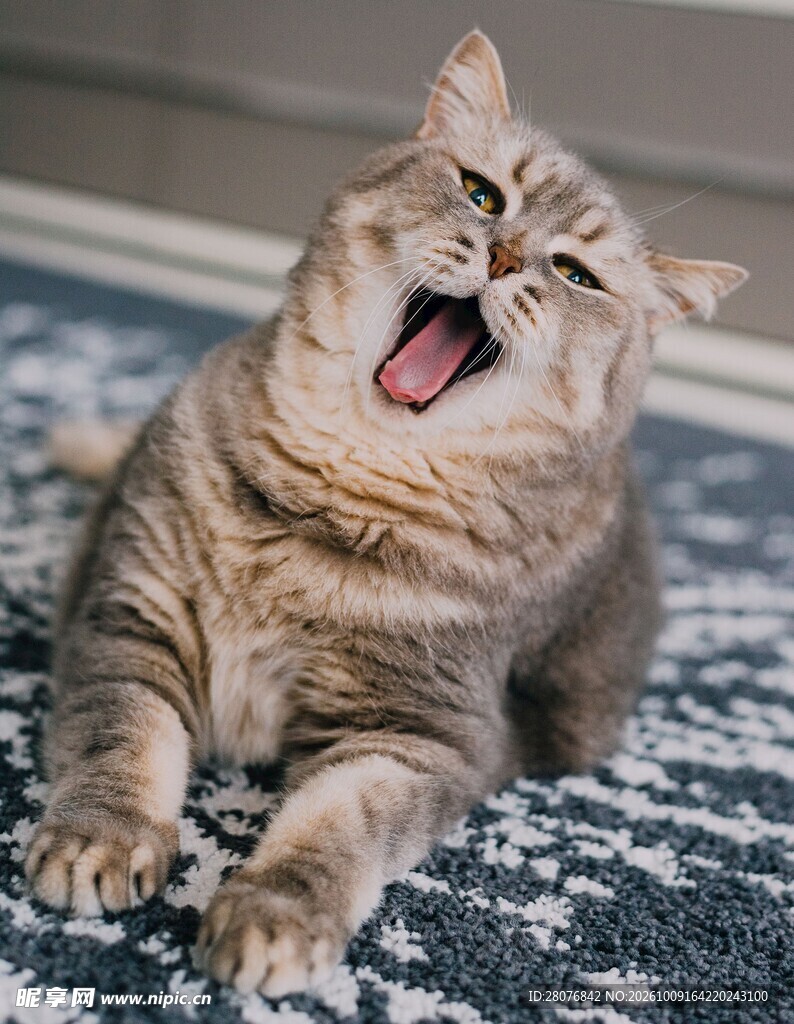 打哈欠的可爱猫咪