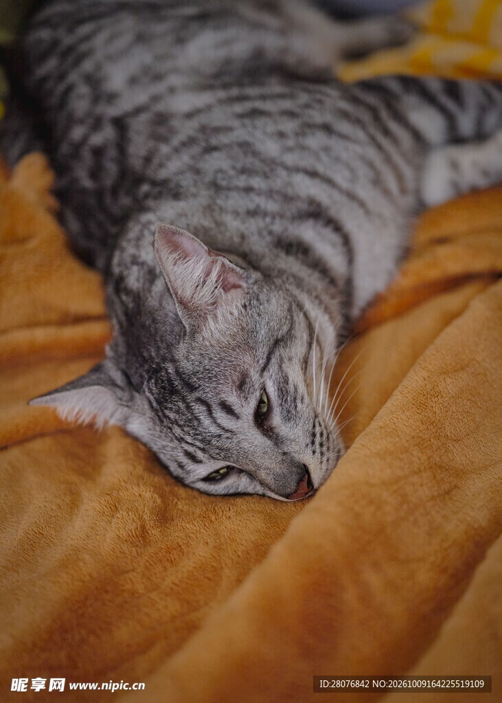 酣睡的虎斑小猫