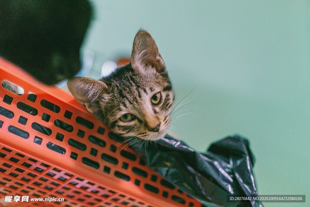 篮筐里探出头的小猫