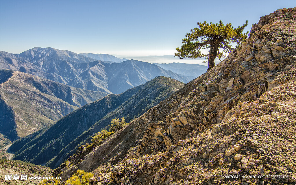 山坡孤松远眺群山