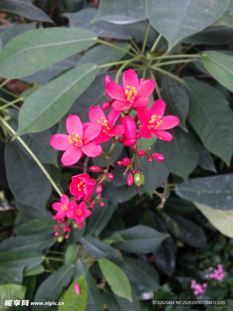 簇状红花绿植特写