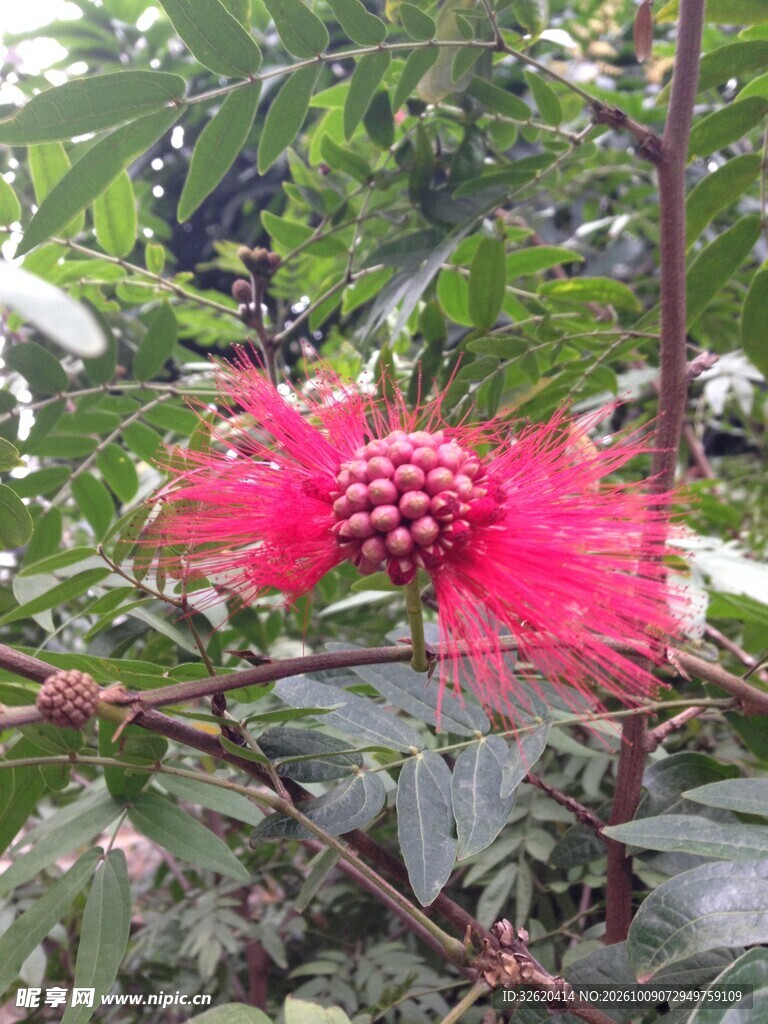 红绒花自然特写