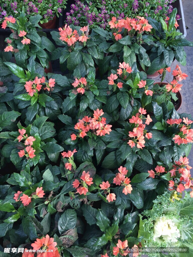 粉花绿叶观赏花卉