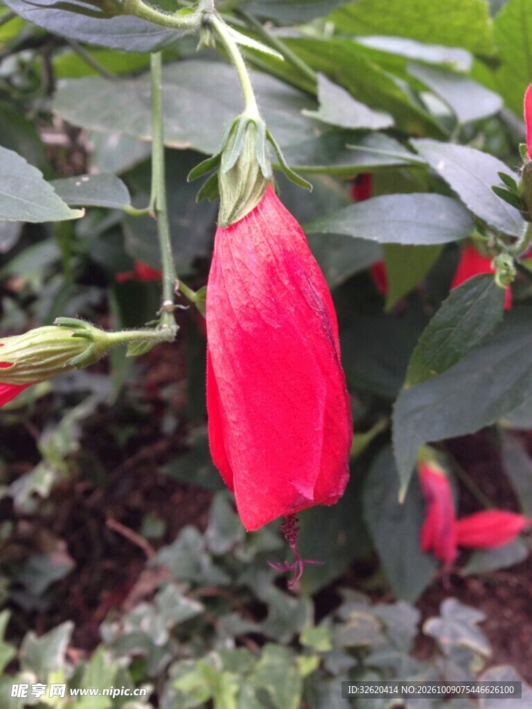 红灯笼状悬铃花