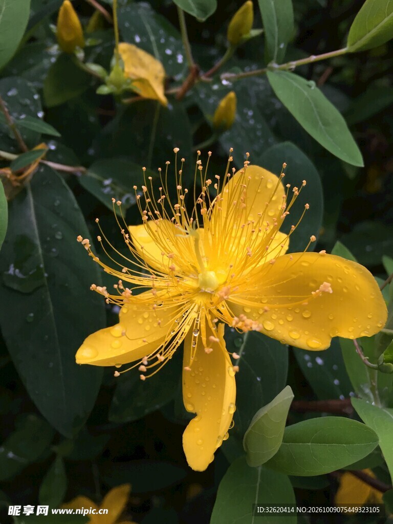 金丝桃明黄花
