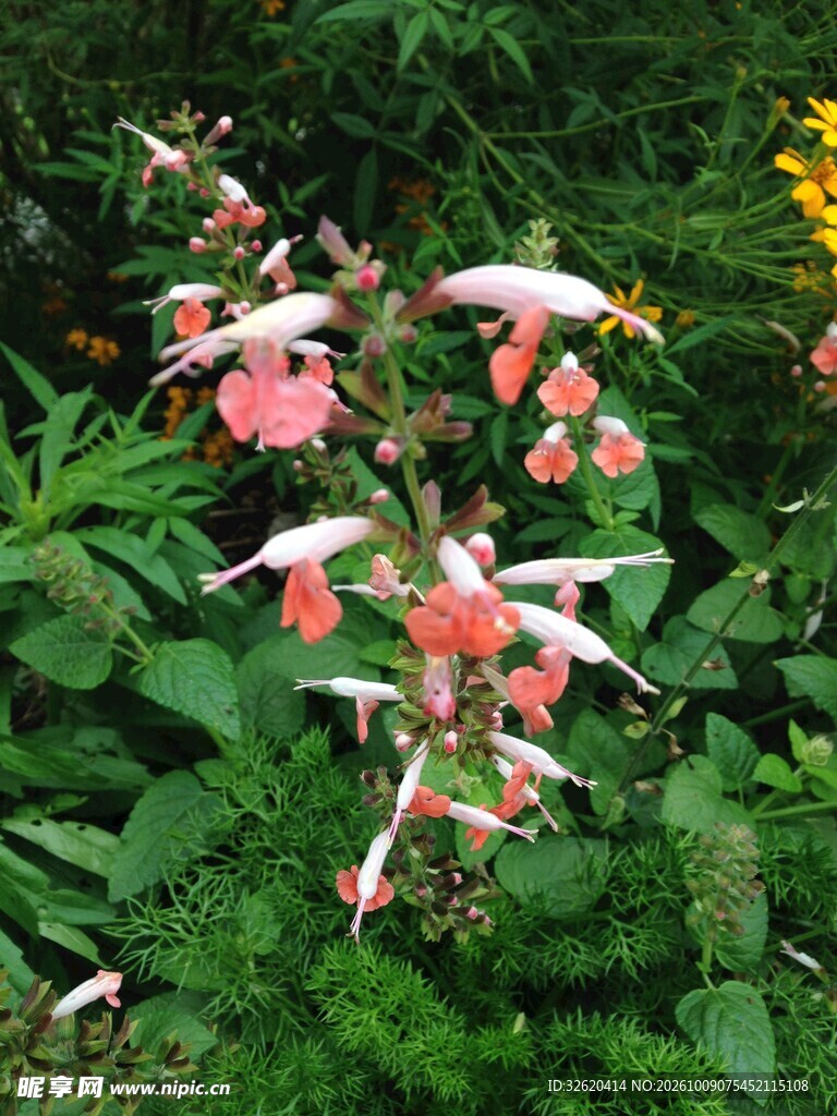 户外粉色野花植株