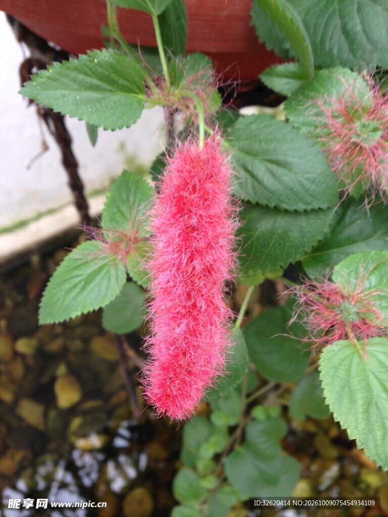 红穗狗尾红花卉