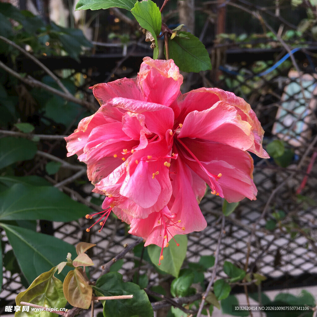 重瓣红色扶桑花