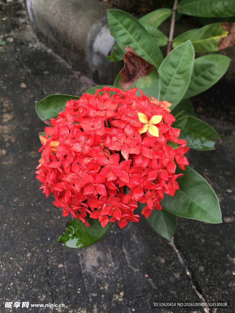 红色龙船花