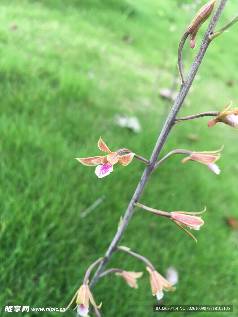 草地背景野生小花