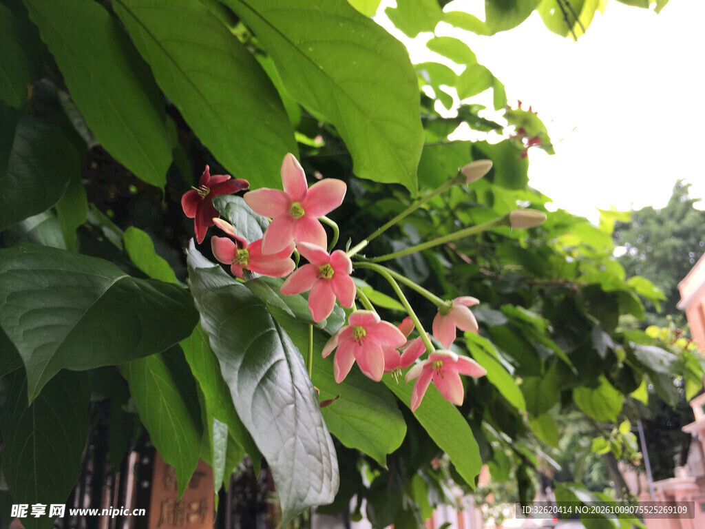 绿叶间的粉色花簇