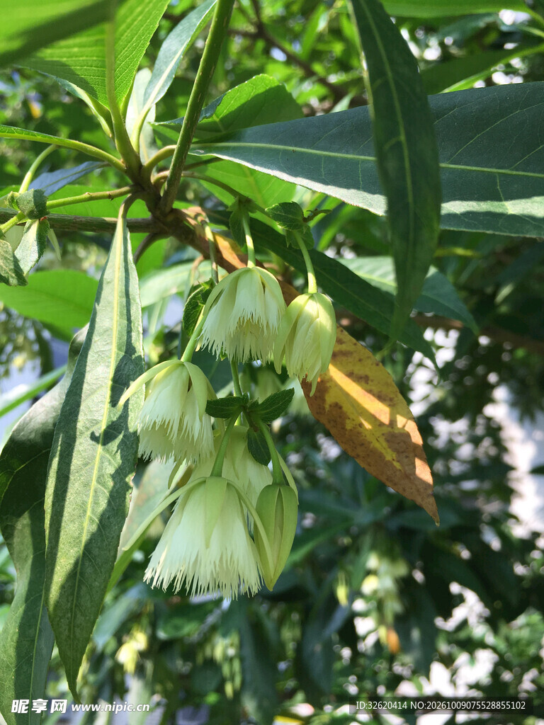 绿叶间白色垂吊小花