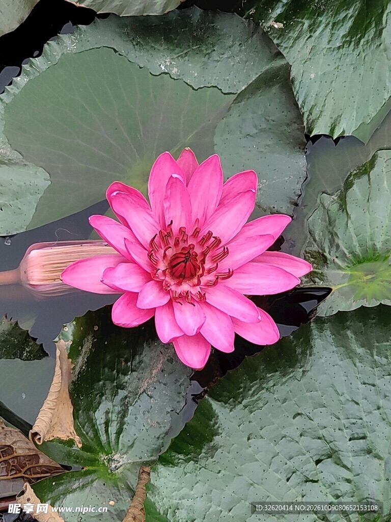 睡莲
