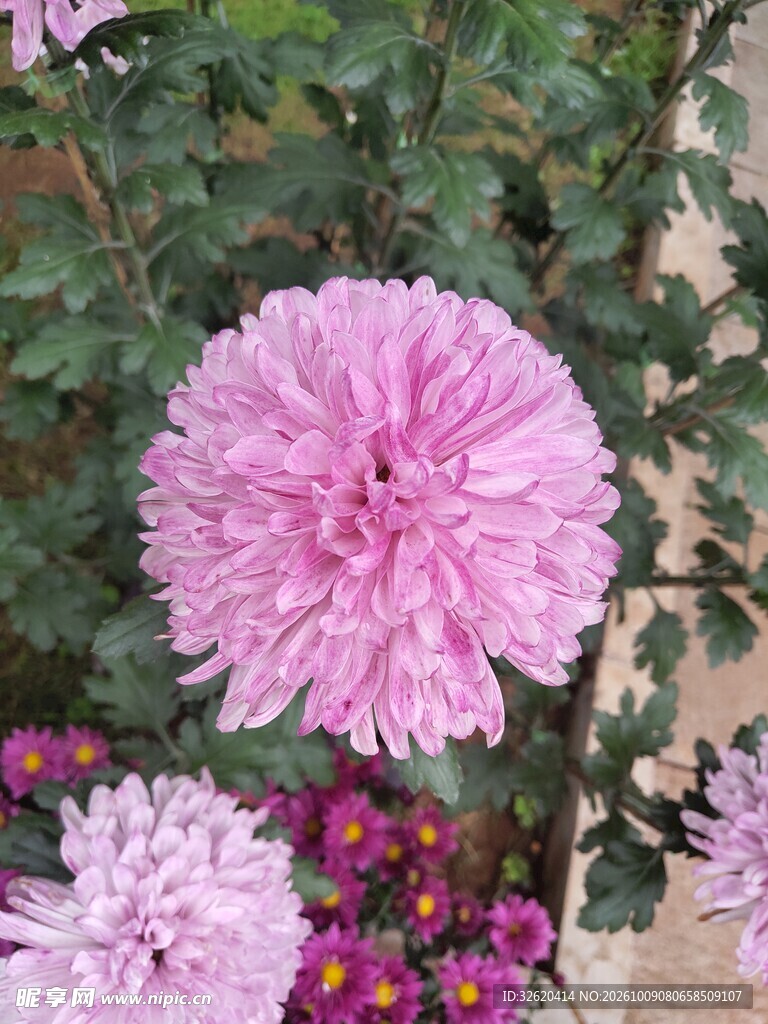 盛开的粉色菊花