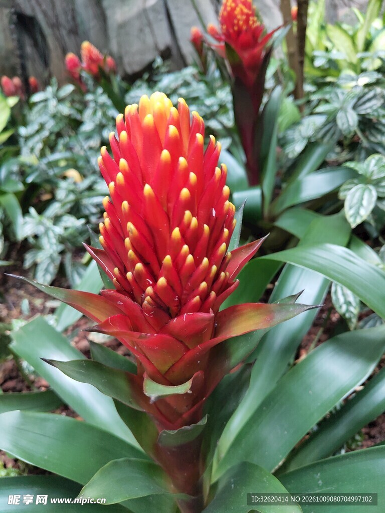 红色火炬凤梨