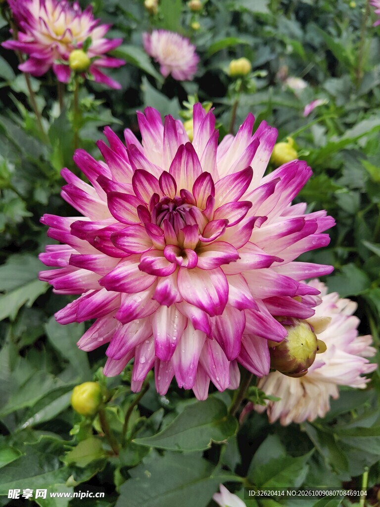 粉紫条纹大丽花