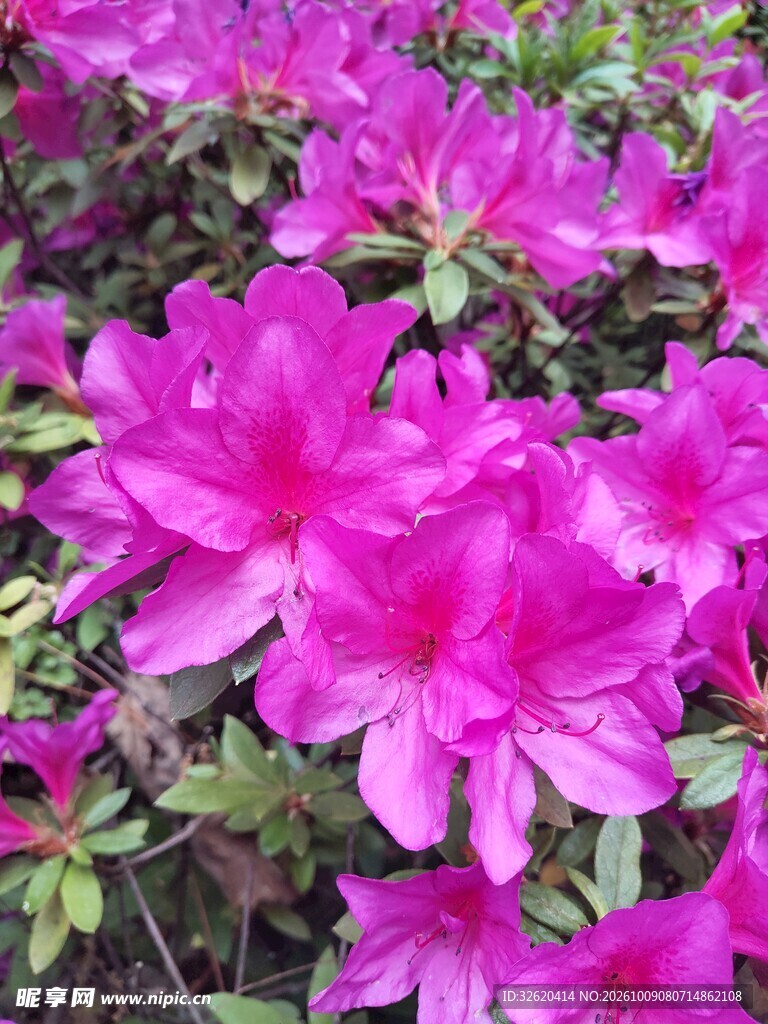 盛放的紫红色杜鹃花