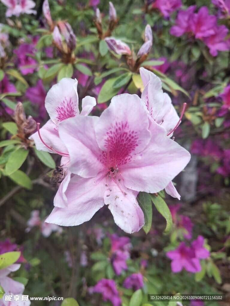 杜鹃花盛开特写