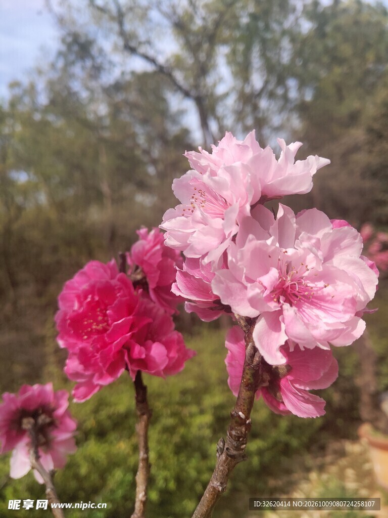 春日粉艳碧桃花枝