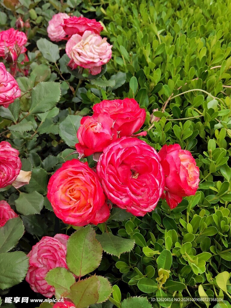 红色月季花丛